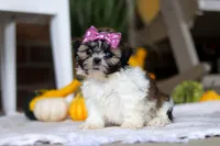 Winnie, a female Shih Tzu for sale in Baltic, OH – Photo 5 of 7