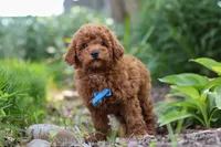 Apollo, a male Poodle - Miniature  for sale in Baltic, OH – 9 of 10