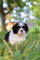 Ace, a male Shih Tzu for sale in Baltic, OH – 4 of 6