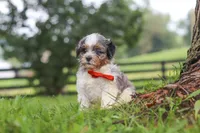 Scout, a male Shihpoo for sale in Baltic, OH – 6 of 7