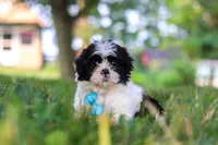 Ace, a male Shih Tzu for sale in Baltic, OH – 5 of 6