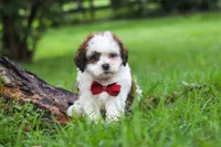 Charlie, a male Shihpoo for sale in Baltic, OH – 2 of 6