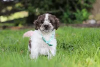 Ace, a male Cockapoo for sale in Baltic, OH – 6 of 7