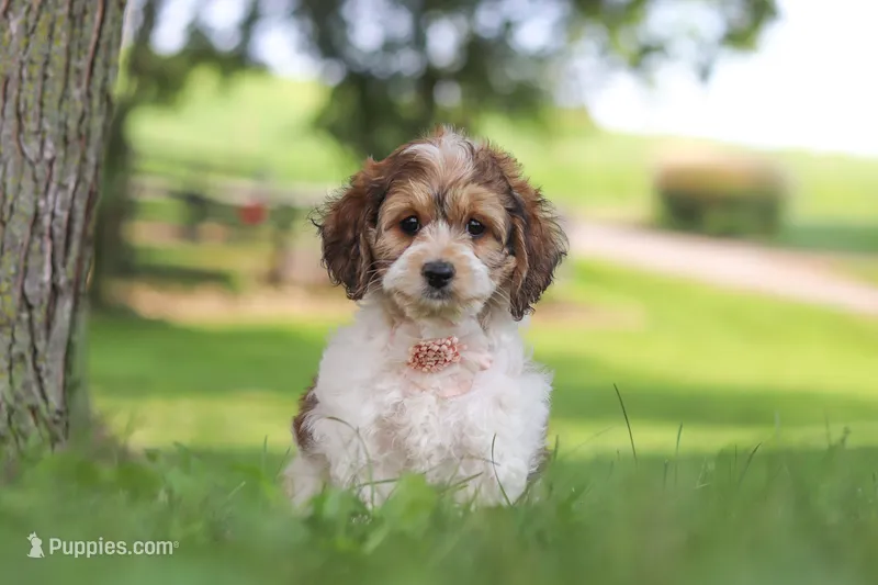 Angela – Cockapoo puppy for sale in Baltic, OH