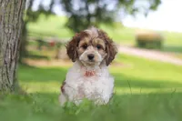 Angela, a female Cockapoo for sale in Baltic, OH – 1 of 7