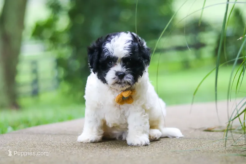 Bentley – Shihpoo puppy for sale in Baltic, OH