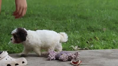 Teddy, a male Shihpoo for sale in Baltic, OH – 6 of 6