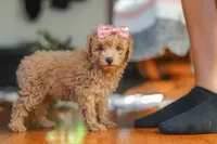 Chloe , a female Poodle - Miniature  for sale in Baltic, OH – 3 of 8