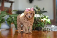 Chloe , a female Poodle - Miniature  for sale in Baltic, OH – 2 of 8