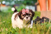 Rosie, a female Shih Tzu for sale in Baltic, OH – 7 of 10