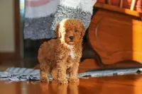 Fiona, a female Poodle - Miniature  for sale in Baltic, OH – 3 of 9