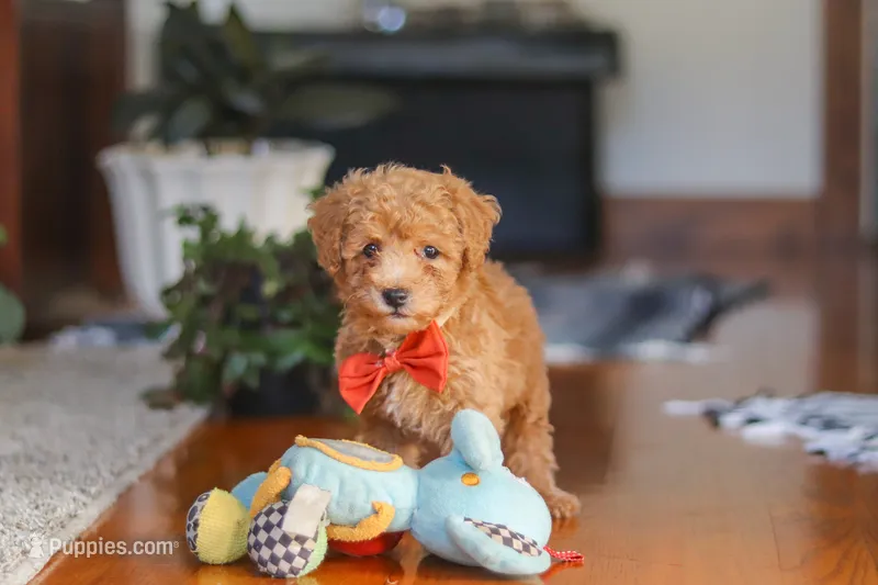 Blake – Poodle - Miniature  puppy for sale in Baltic, OH