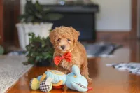 Blake, a male Poodle - Miniature  for sale in Baltic, OH – 1 of 9