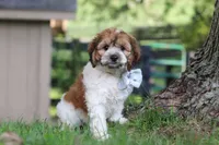 Adin, a male Cockapoo for sale in Baltic, OH – 6 of 9