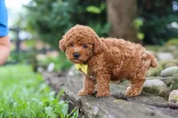 Jax, a male Poodle - Miniature  for sale in Baltic, OH – 4 of 8
