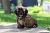 Fiona, a female Shih Tzu for sale in Baltic, OH – 3 of 10