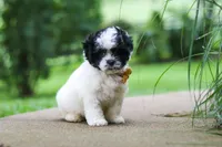 Bentley, a male Shihpoo for sale in Baltic, OH – 4 of 8