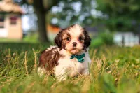 Malibu, a male Shih Tzu for sale in Baltic, OH – 2 of 6