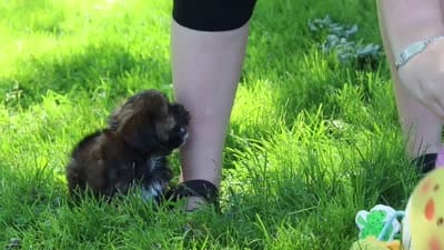 Theo, a male Shih Tzu for sale in Baltic, OH – 10 of 10