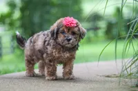 Lucy, a female Shihpoo for sale in Baltic, OH – 5 of 8