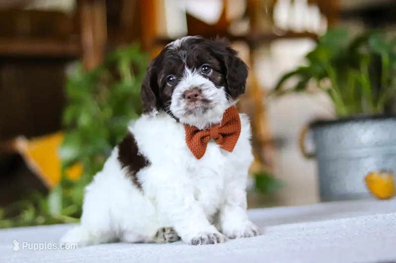 Blake – Cockapoo puppy for sale in Baltic, OH