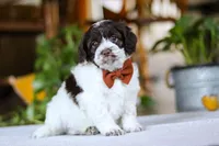 Blake, a male Cockapoo for sale in Baltic, OH – Photo 1 of 8