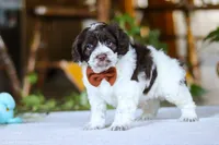 Blake, a male Cockapoo for sale in Baltic, OH – Photo 2 of 8