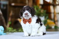 Blake, a male Cockapoo for sale in Baltic, OH – Photo 7 of 8