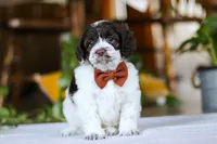 Blake, a male Cockapoo for sale in Baltic, OH – Photo 5 of 8