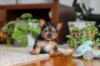 Ellie, a female Yorkshire Terrier for sale in Baltic, OH – 4 of 4
