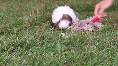 Honey, a female Shih Tzu for sale in Baltic, OH – 6 of 6