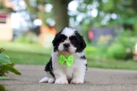 Huckleberry, a male Shih Tzu for sale in Baltic, OH – 7 of 9