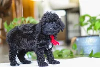 Leo, a male Poodle - Miniature  for sale in Baltic, OH – Photo 3 of 5