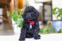Leo, a male Poodle - Miniature  for sale in Baltic, OH – Photo 1 of 5