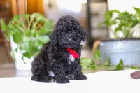 Leo, a male Poodle - Miniature  for sale in Baltic, OH – Photo 2 of 5