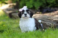 Arianna, a female Shih Tzu for sale in Baltic, OH – 5 of 7