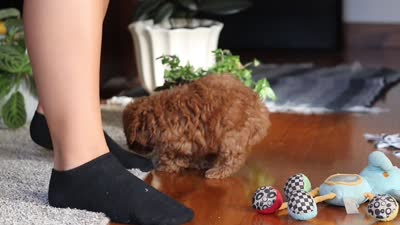 Fiona, a female Poodle - Miniature  for sale in Baltic, OH – 9 of 9