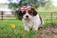 Hazel, a female Shih Tzu for sale in Baltic, OH – 3 of 5