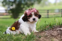 Hazel, a female Shih Tzu for sale in Baltic, OH – 5 of 5
