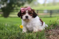 Hazel, a female Shih Tzu for sale in Baltic, OH – 4 of 5