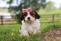 Hazel, a female Shih Tzu for sale in Baltic, OH – 2 of 5