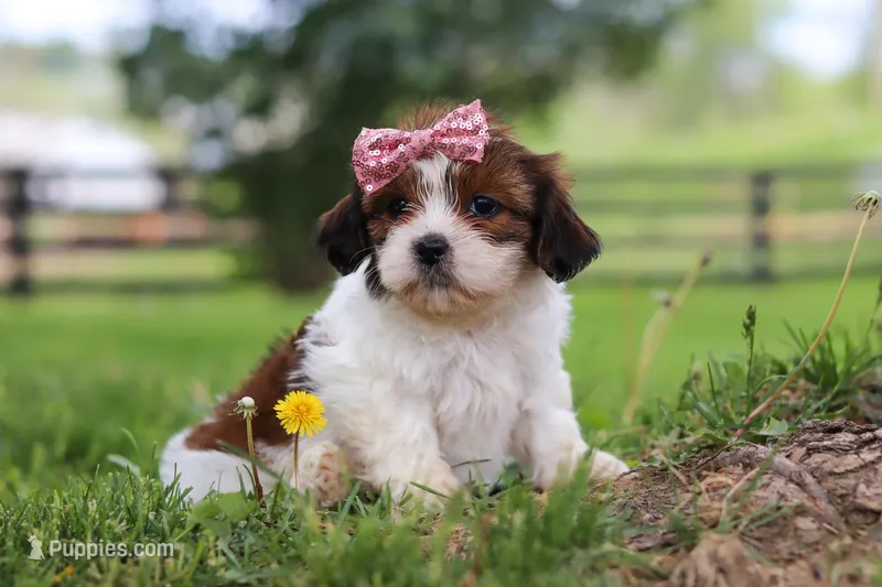 Hazel – Shih Tzu puppy on hold in Baltic, OH