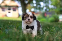 Tucker, a male Shih Tzu for sale in Baltic, OH – 2 of 6