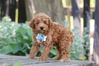 Sawyer, a male Poodle - Miniature  for sale in Baltic, OH – 3 of 5