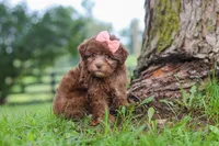 Winnie, a female Havanese for sale in Baltic, OH – 2 of 6