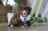Buster, a male Havanese for sale in Baltic, OH – Photo 3 of 5