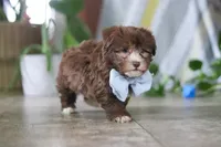 Buster, a male Havanese for sale in Baltic, OH – Photo 2 of 5