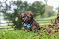 Winston, a male Havanese for sale in Baltic, OH – 6 of 10