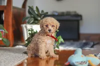 Brady, a male Poodle - Miniature  for sale in Baltic, OH – 4 of 7