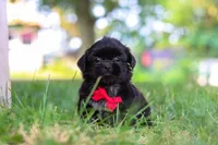 Finn, a male Shih Tzu for sale in Baltic, OH – 3 of 9